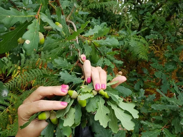 cómo podar la dipladenia para estimular el crecimiento y la floración