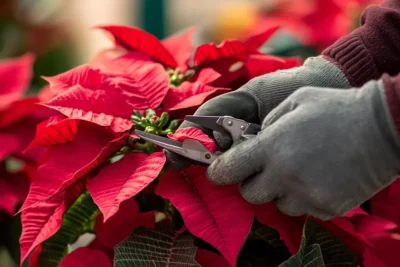 como podar la flor de pascua