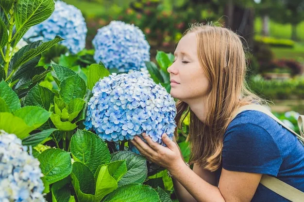 cómo podar las hortensias para un crecimiento saludable