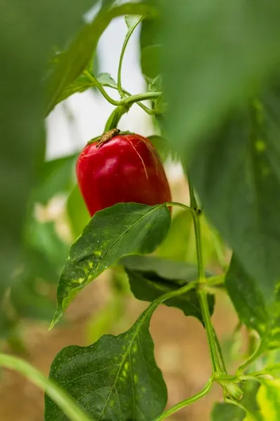 cómo podar los pimientos para mejorar su crecimiento