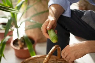 como podar un ficus