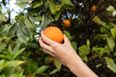 como podar un naranjo