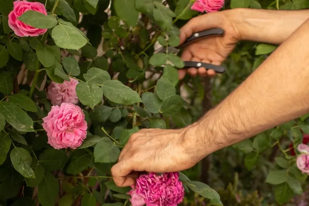 cómo podar un rosal para una floración abundante