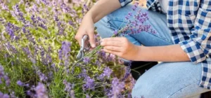 cuando podar la lavanda