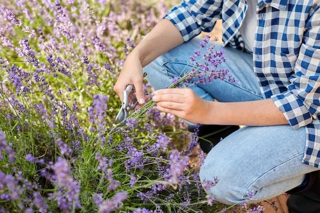 cuando podar la lavanda