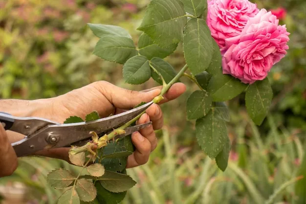 cuándo podar un rosal para un crecimiento óptimo